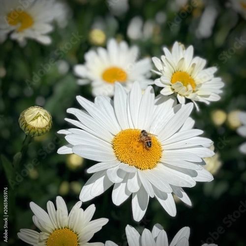 daisy with bee 