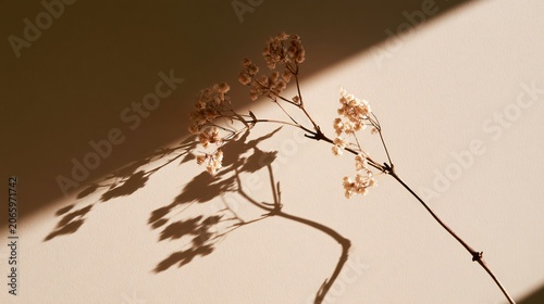 Elegant Dried Branch with Soft Light Flowers and Long Shadow