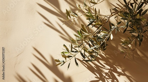 Golden sunlight casts long olive leaves shadows across a warm beige wall