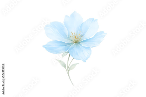 delicate pale blue flower isolated on black background