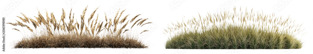 Fototapeta premium PNG Lush ornamental grass foliage on transparent background