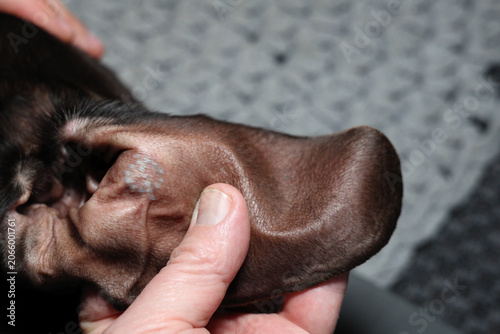 Konstfotografi Hand holds male dog ear showing de-sexing tattoo