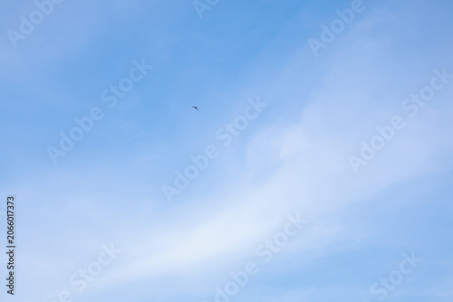 Bird flying in blue sky with soft white clouds