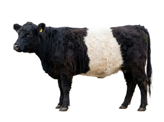 A black and white cow stands isolated on a white background, showcasing its distinctive markings.