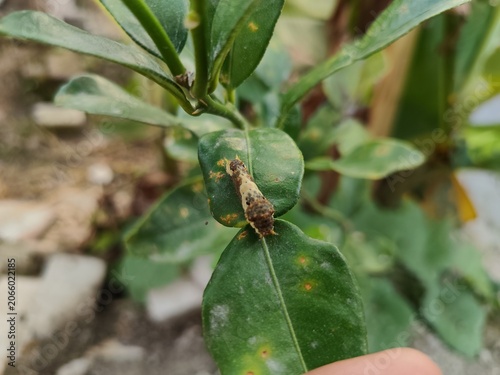 Cuadro en lienzo The image shows a citrus swallowtail butterfly caterpillar (often referred to as