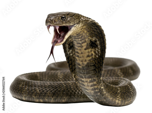 A threatening cobra snake hisses with its mouth open on a white background