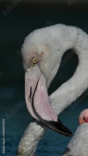 A injured Flamingo 