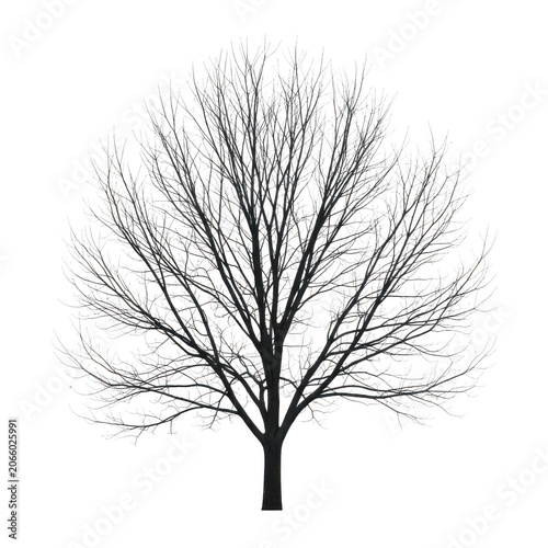 A detailed illustration of a bare tree with intricate branches and twigs