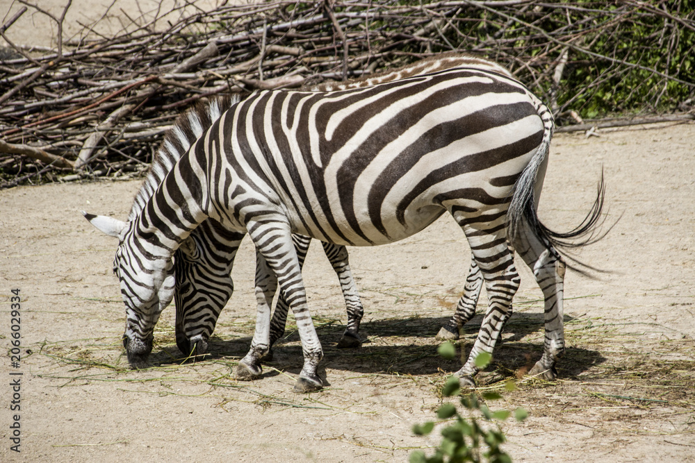Obraz premium Steppenzebra (Equus quagga)