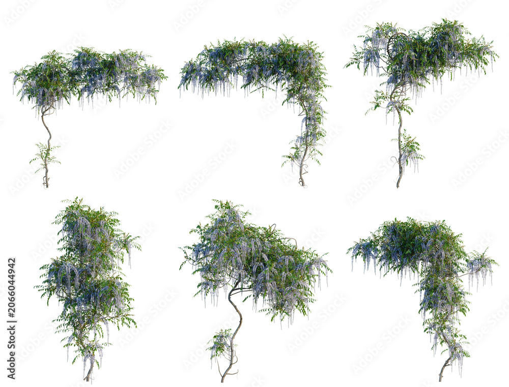 Fototapeta premium Set of Wisteria sinensis tree, elevation, front view, cutout, transparent background, isolate, Vines and foliage elements - various hanging plants for digital art and design projects