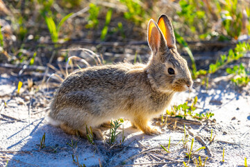 Cute Wild Rabbit Portrait Badlands National Park South Dakota