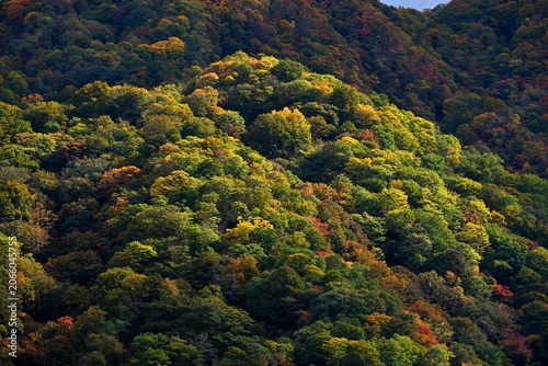 Photos 初秋の色づきが広がる山の森林風景  
Early autumn colors spreading across a mountain forest