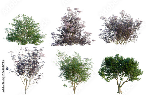 Bild auf Leinwand Set of Sambucus nigra tree, elevation, front view, cutout, transparent background, isolate, Collection of lush trees with vibrant foliage - perfect for landscaping and design projects