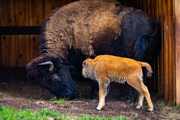 American Bison Cow and Calf Sheltering Together