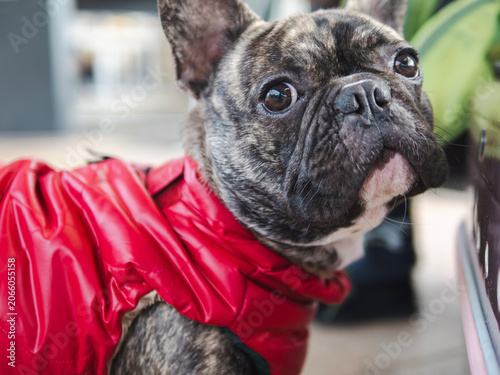 closeup of french bulldog wearing a red dress