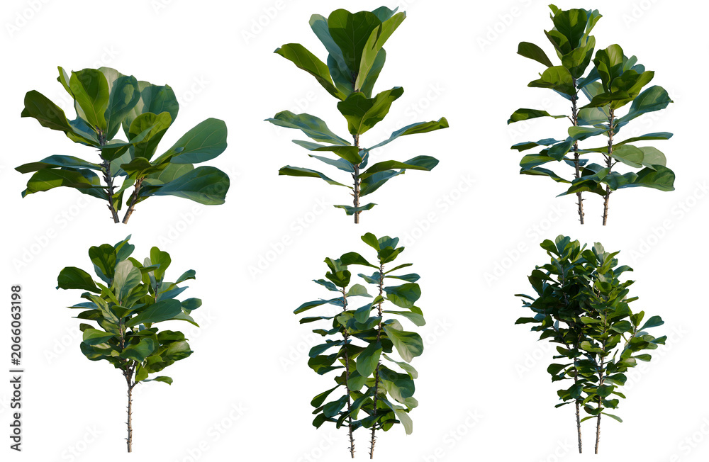 Obraz premium Set of Ficus pandurata tree, elevation, front view, cutout, transparent background, isolate, Six Fiddle Leaf Fig Plant Stems with Green Leaves - Isolated on Black Background