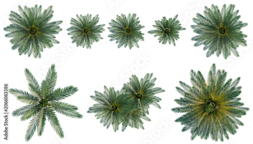 Cuadro en lienzo Set of  Cycas revoluta tree plan, top view, cutout, transparent background, isolate, Collection of stylized pine tree crowns viewed from above, digital illustration for game assets