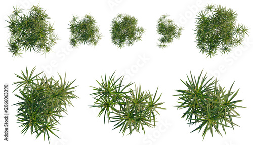 Slika na platnu Set of  Cyperus alternifolius tree plan, top view, cutout, transparent backgroun