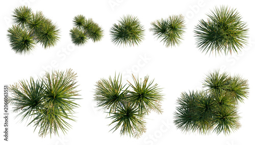 Set of  Dracaena cochinchinensis tree plan, top view, cutout, transparent background, isolate, Collection of Yucca Plants - A Variety of Sizes and Forms for Design Use