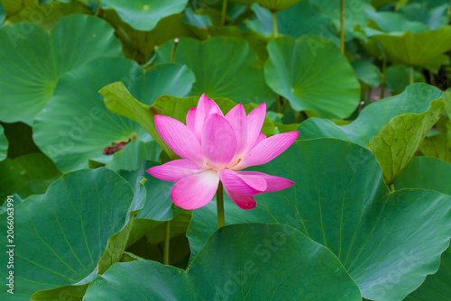 Photography Lotus Flowers in Full Bloom in Summer at a Pond in Jinshan District, Shanghai, C