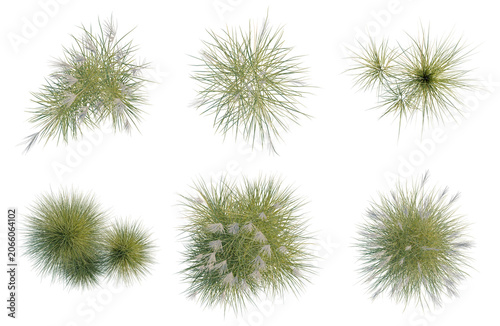 Cuadro en lienzo Set of  Miscanthus sinensis tree plan, top view, cutout, transparent background,