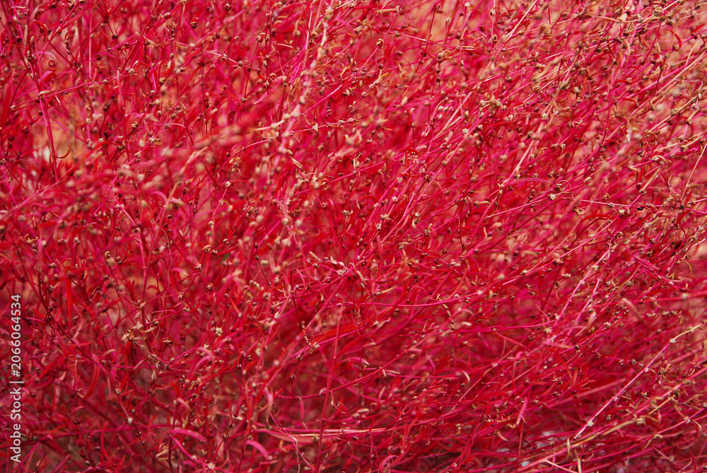 Fototapeta premium Close-up of Red Kochia (Broom Grass, Kochia Scoparia) Growing in Taiyuan, Shanxi