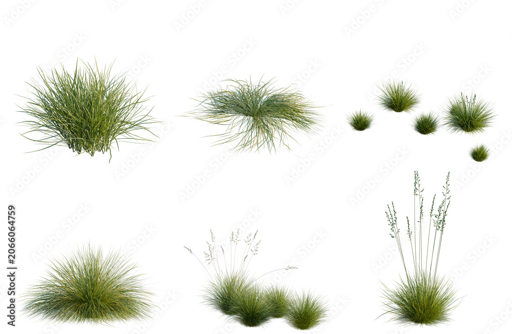 Obraz premium Set of Festuca glauca tree, elevation, front view, cutout, transparent background, isolate, Variety of ornamental grasses - green foliage collection for landscape design and botanical illustration