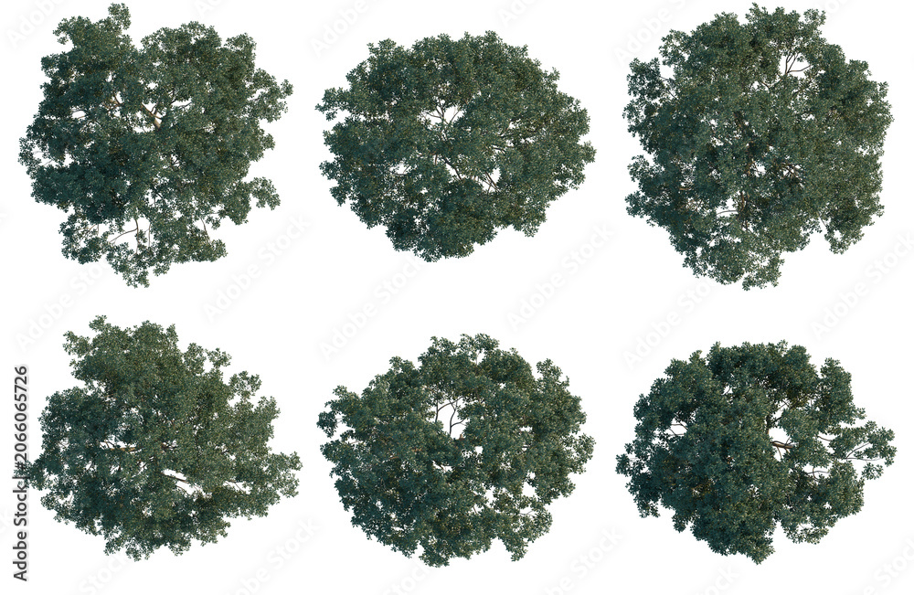 Fototapeta premium Set of Cyclobalanopsis glauca tree plan, top view, cutout, transparent background, isolate, Six lush green trees aerial view, detailed foliage for landscape design and environmental visualizations.