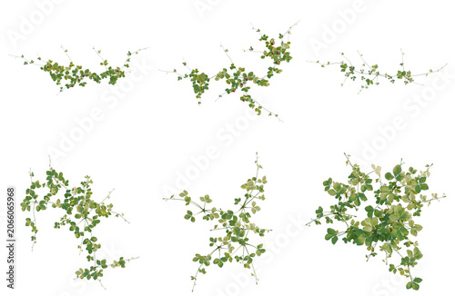 Set of  Duchesnea indica tree plan, top view, cutout, transparent background, isolate, Green Vine Sprigs with Leaves - Isolated on Transparent Background for Design Elements