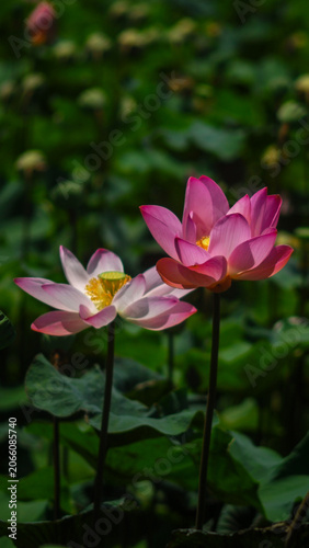 Pink and white lotus flowers blooming in a lush pond with soft green background, symbolizing purity, beauty, tranquility, and natural elegance.