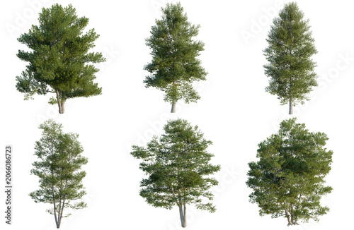 Obraz na płótnie Set of Alnus glutinosa tree, elevation, front view, cutout, transparent backgrou