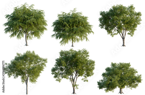 Принти на полотні Set of American elm tree, elevation, front view, cutout, transparent background,