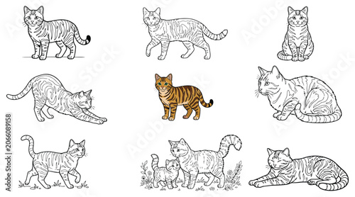 Cuadro en lienzo Orange tabby cat vector set