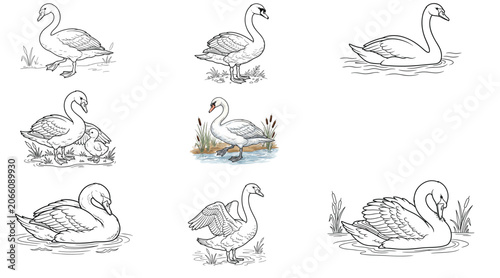 Foto Swan vector illustration set