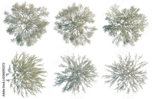 Bild auf Leinwand Set of  Acacia aneura tree plan, top view, cutout, transparent background, isola
