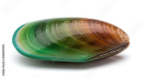 Single greenlipped mussel shell isolated on white background