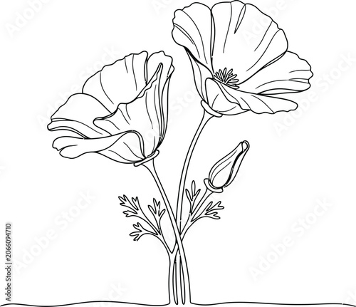 Minimalist line art illustration of california poppies botanical drawing floral design element