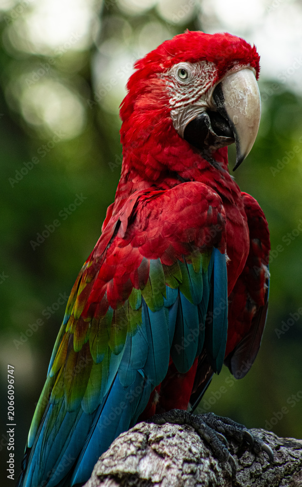 Obraz premium Macaw 