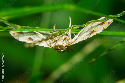 Patterned white moth resting upside down on a vibrant green grass stem in a tranquil natural environment.