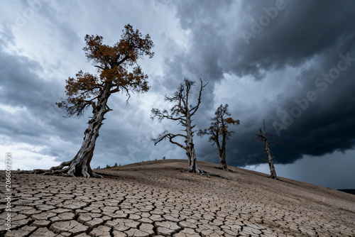 Drought landscape with withered dead trees on a hill of cracked dry earth under dark storm clouds, concept of climate change and environmental crisis