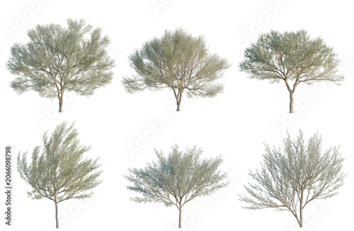 Bild auf Leinwand Set of Acacia aneura tree, elevation, front view, cutout, transparent background