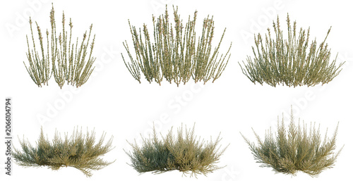 Set of Reaumuria songarica tree, elevation, front view, cutout, transparent background, isolate