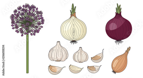 Foto Fresh garlic, onion, and shallot bulb illustrations