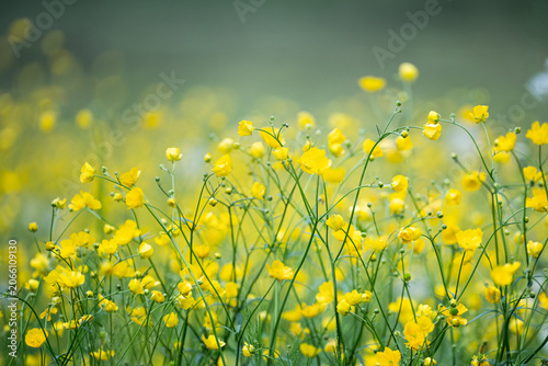 Valokuva Meadow of blooming Buttercup flowers (Ranunculus acris) perennial noxious weed, highly poisonous wildflowers toxic for humans and livestock, prolific weed fights with forage grasses and grains