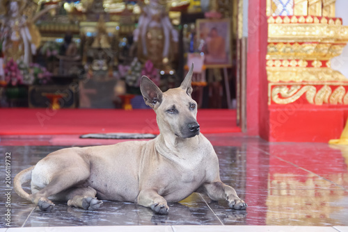 A Thai temple dog sitting in front of the church