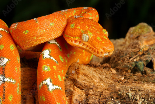   Emerald Tree Boa  (Corallus caninus).
