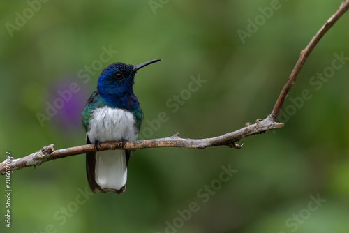 Obraz na plátně White necked Jacobin perched on a branch