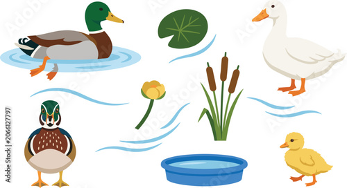 Photos Duck Pond Vector Illustration Featuring Mallard, White, Wood, Yellow Duckling wi