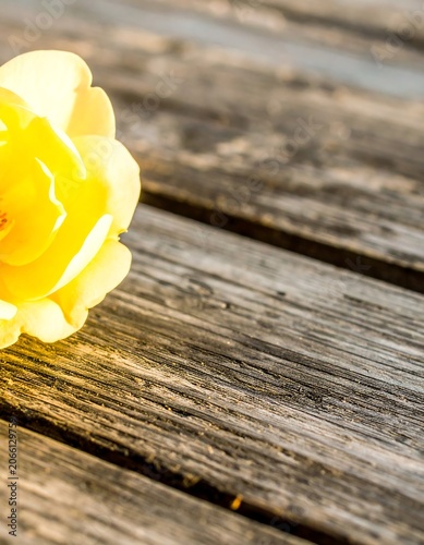Yellow rose on weathered wood