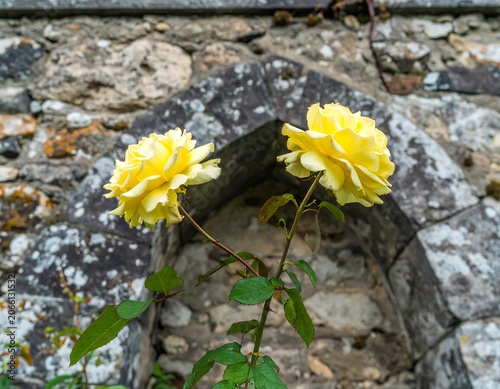 Yellow roses in archway